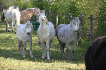 Grey playful thug horse ponies team