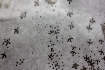 on wet snow a lot of bird footprints background