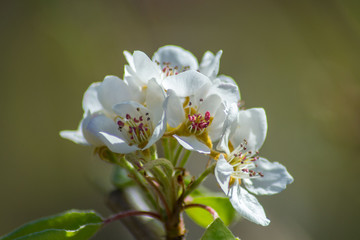 Fototapeta na wymiar Fruit tree blossom, tender white flowers in spring on blue sky, selective focus, seasonal nature flora