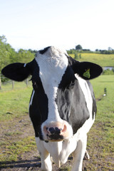 Close up of Black and White cow