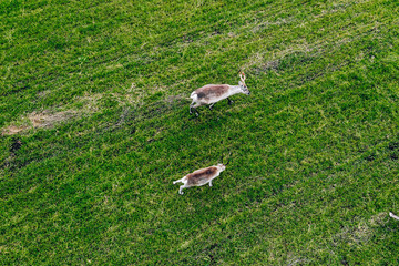 Fototapeta premium Aerial view of Reindeers in green field in summer season in Finland Lapland.