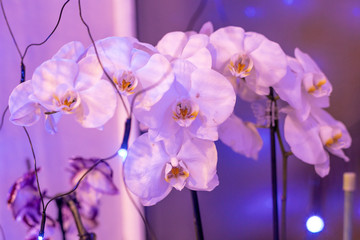 white orchid flowers in purple light