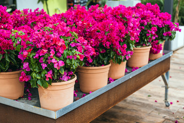 Fototapeta na wymiar ClClose up of beautiful colorful pink bougainvillea flowers for sale in a garden center 