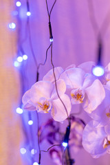Fototapeta na wymiar white orchid flowers in purple light