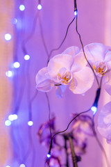 white orchid flowers in purple light