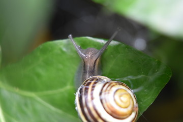Snail on leaf