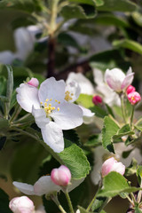 Beautiful blossom on the apple tree over nature background, spring flowers. Beauty in nature. Close-up, selective focus