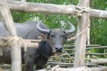 Poster de jardin Buffle Water buffaloes are eating straw in the stall,Songkhla, Tailand