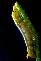 close up of a caterpillar