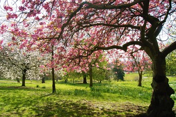 Fototapeta premium cherry blossom in spring