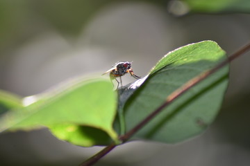 Pegomya fly on leaf