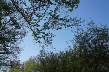 trees and sky