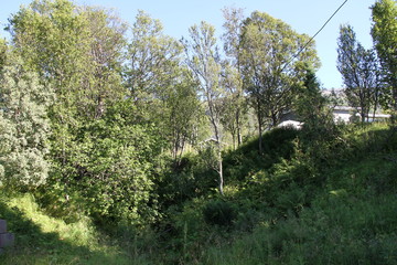 bird birds cormorants tromso tromsø  water travel tourism sea coast nature port blue landscape sky harbor architecture europe boatship mountain summer bay view city beautifull and mark mediterranean v