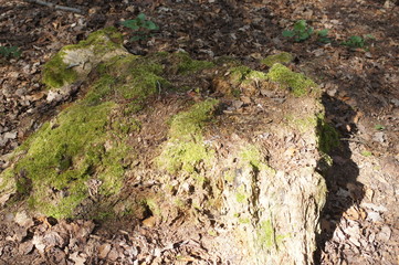 moss on the ground