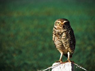 great horned owl