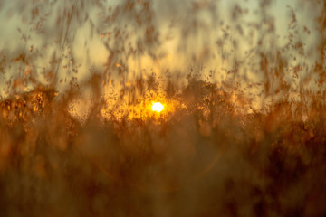 Wild oats and wheat at harvest,  beautifully illuminated at sunset.