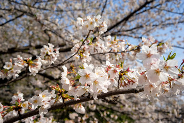 sakura cherry blossom tree japan
