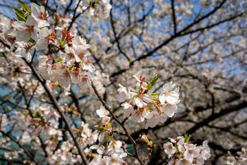 sakura cherry blossom tree japan