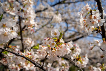 Delicate pink sakura blossoms sway gently in the spring breeze. A serene moment beneath blooming cherry trees, capturing the timeless elegance of Japanese nature and culture