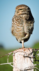 eagle owl on a branch