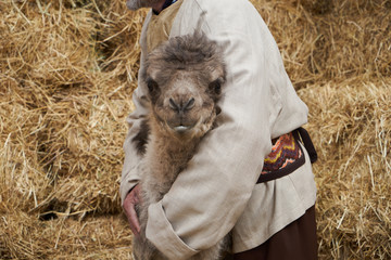 Bactrian camel family. Camel and camel colt on farm, outdoors.