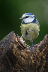 Blue Tit