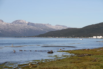 bird birds cormorants tromso tromsø  water travel tourism sea coast nature port blue landscape sky harbor architecture europe boatship mountain summer bay view city beautifull and mark mediterranean v