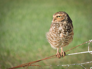 great horned owl