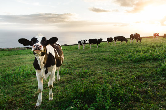 A cow in a field on the beautiful island of Terceira, Azores, Portugal.