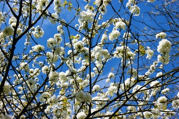 White Spring Blossom.