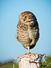 barn owl perched on a branch