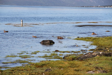 bird birds cormorants tromso tromsø  water travel tourism sea coast nature port blue landscape sky harbor architecture europe boatship mountain summer bay view city beautifull and mark mediterranean v