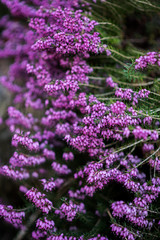 Spring violet flowers. Heather plant. Close up of flowers