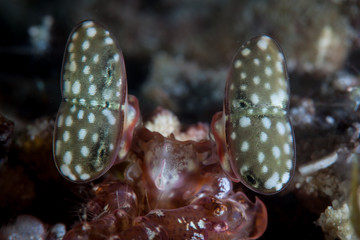 Detail of the eyes of a large Tiger mantis shrimp, Lysiosquilla sp., in the Philippines. This area is the northernmost part of the Coral Triangle and harbors extraordinary marine biodiversity.