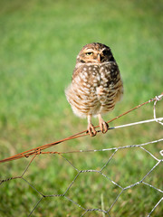 owl on a branch