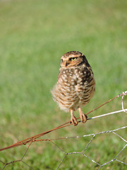barn owl on branch