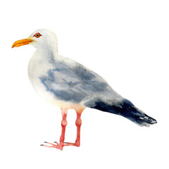 Watercolor sea gull bird isolated on white background. Hand painted illustration.