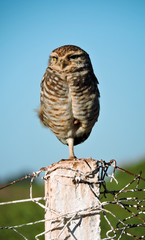 bird of prey