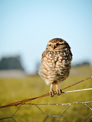 barn owl on a branch