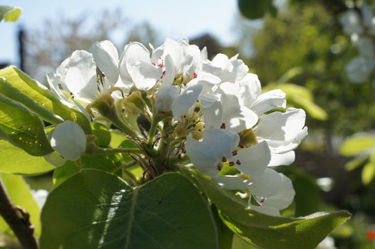 Blossoms of a Williams pear tree