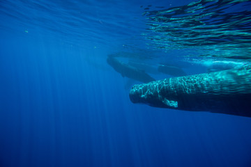 Underwater shot of a sperm whale in the clear water of the ocean. Mauritius