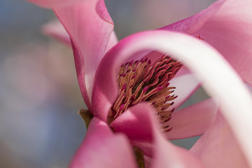 close up of pink magnolia blossom