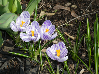 Colorful crocuses on the flower bed