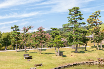 Scene at Nara Park in Nara, Japan
