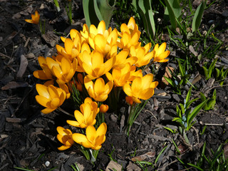 Yellow crocuses on the flower bed