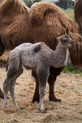 Bactrian camel family. Camel and camel colt on farm, outdoors.