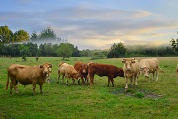 Les vaches au petit matin brumeux dans le marais Poitevin,  département de la Vendée en région Pays-de-la-Loire, France