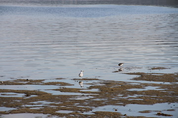 bird birds cormorants tromso tromsø  water travel tourism sea coast nature port blue landscape sky harbor architecture europe boatship mountain summer bay view city beautifull and mark mediterranean v