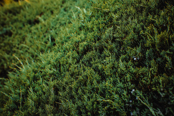 A green bush background