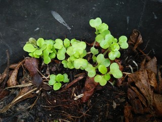 green plant in the garden